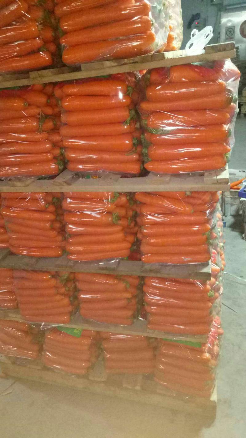 三红胡萝卜水洗加工冷库出货规格齐全代收代发代加工