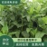串叶松香草牧草种子多年生猪牛羊鹅畜禽食用华夏神菊教授菊籽