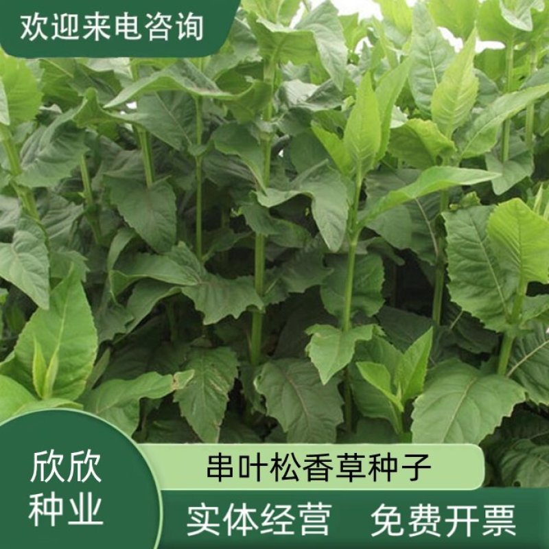 串叶松香草牧草种子多年生猪牛羊鹅畜禽食用华夏神菊教授菊籽