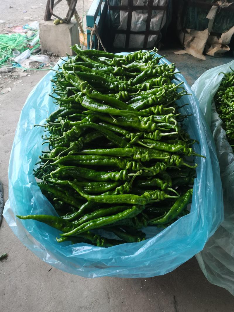 山东省临沂兰陵螺丝椒大量有货了，色泽鲜艳。个头均匀，