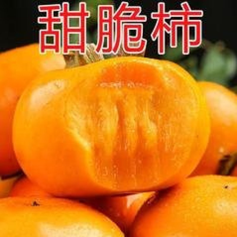 新品种阳丰甜柿子苗，大秋柿子树苗，1至25公分脆甜柿子树