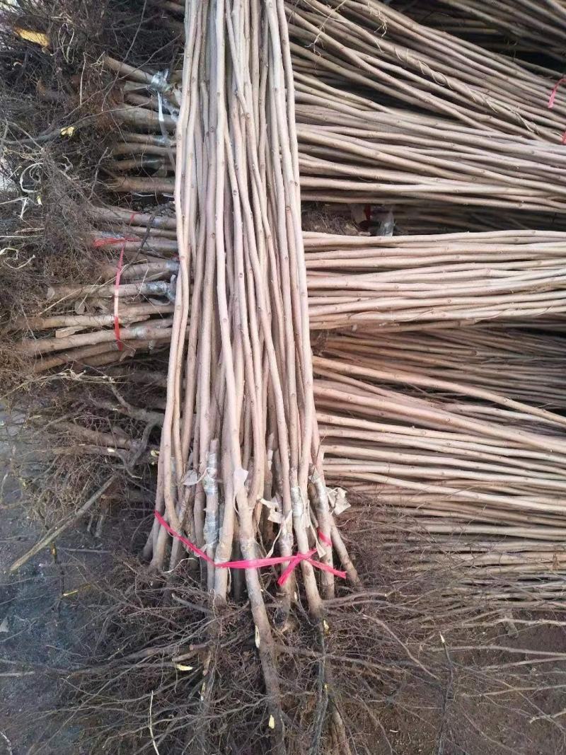 新品种阳丰甜柿子苗，大秋柿子树苗，1至25公分脆甜柿子树