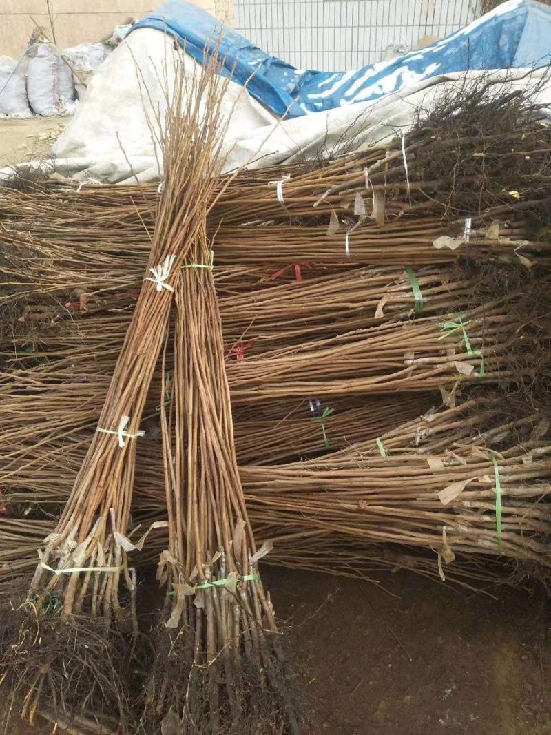 新品种阳丰甜柿子苗，大秋柿子树苗，1至25公分脆甜柿子树
