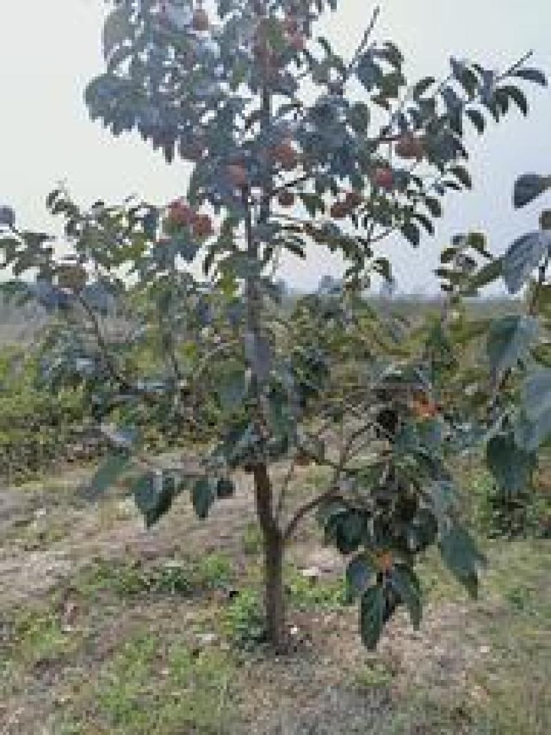 新品种阳丰甜柿子苗，大秋柿子树苗，1至25公分脆甜柿子树