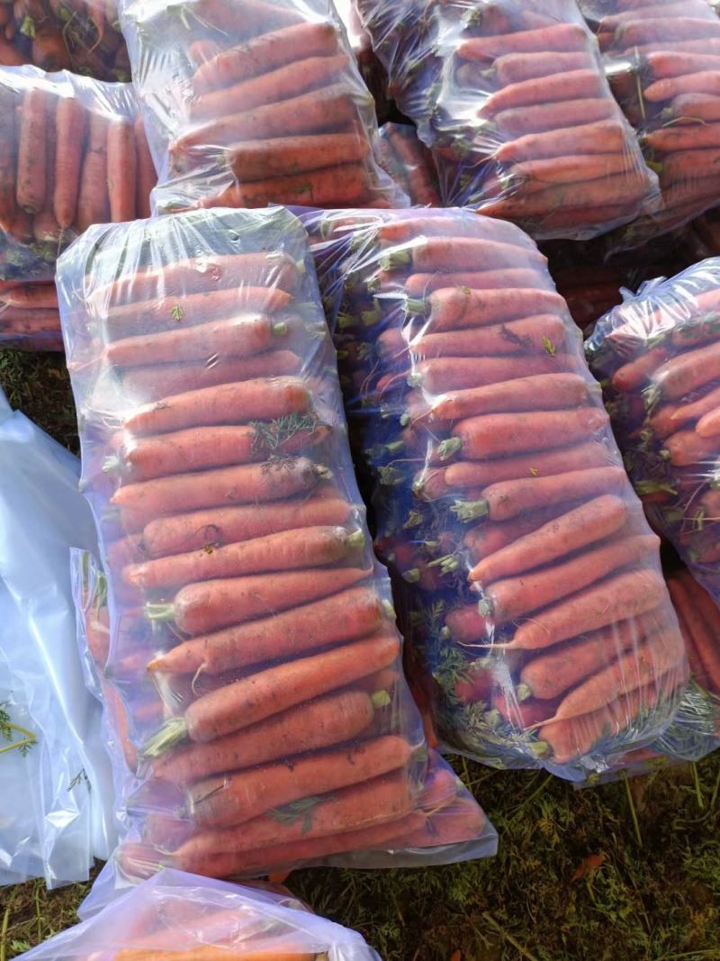 北京包胡萝卜杂交三红胡萝卜20斤包货源充足