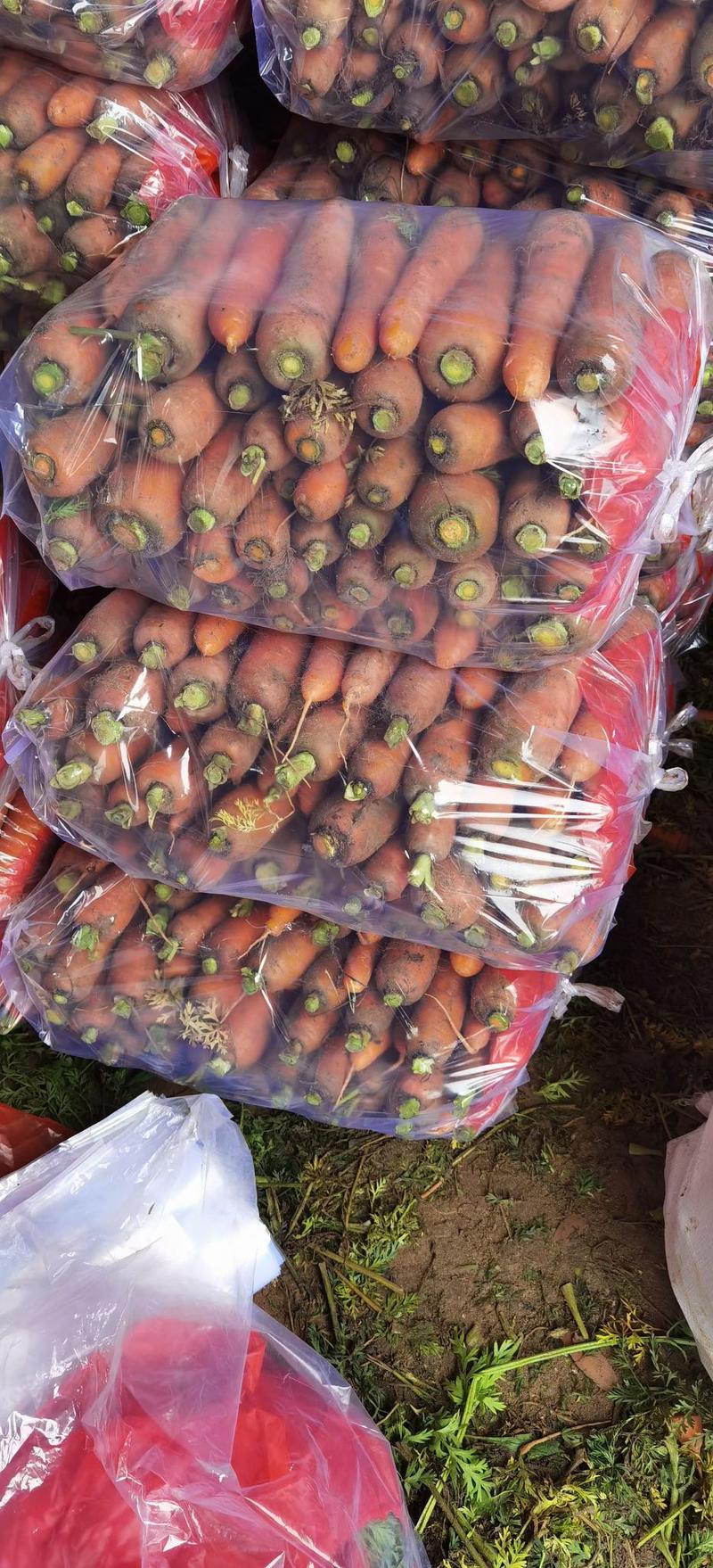 北京包胡萝卜杂交三红胡萝卜20斤包货源充足