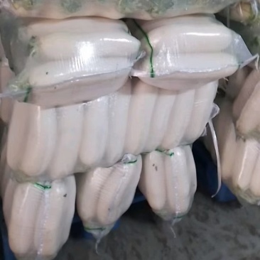 湖北沙洋精品白萝卜，货源充足，质量保证