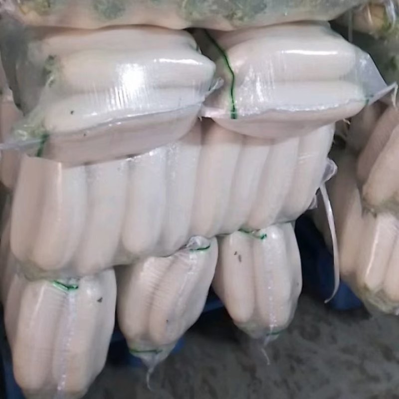 湖北沙洋精品白萝卜，货源充足，质量保证