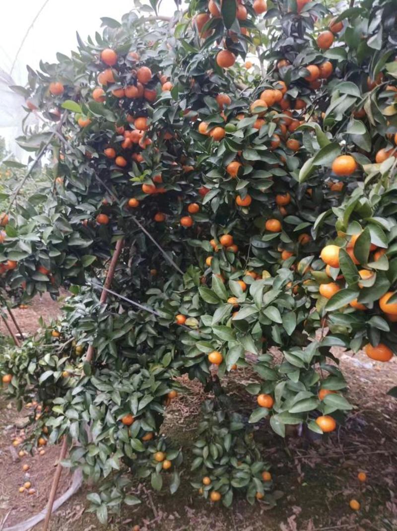 广西灵山沃柑橘砂糖橘一手货源，可供应全国各地