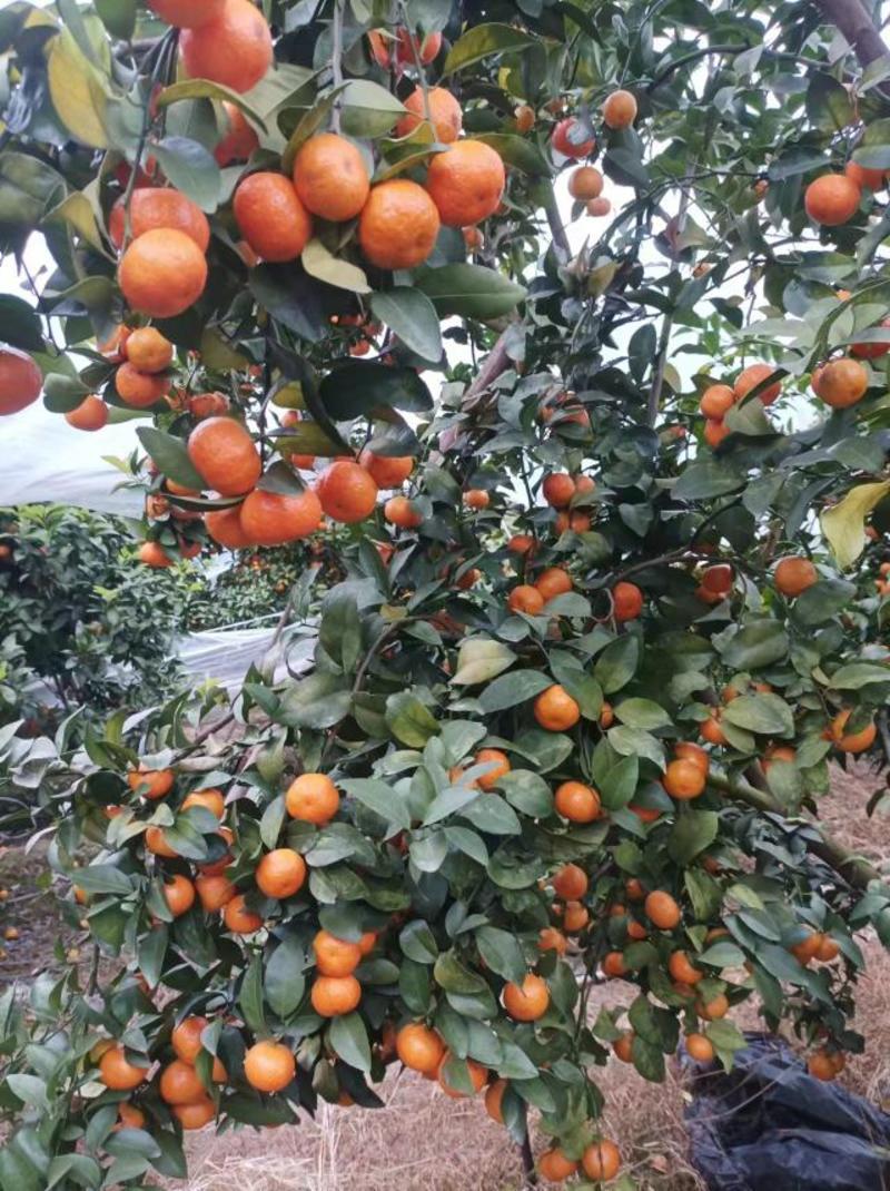 广西灵山沃柑橘砂糖橘一手货源，可供应全国各地