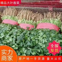 【香菜实力精品大叶香菜产地直发可视频看货欢迎咨询