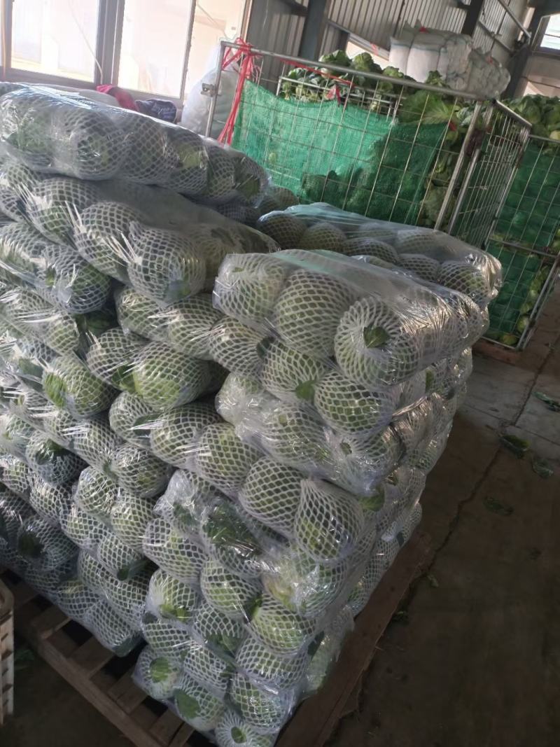 福建精品甘蓝中甘