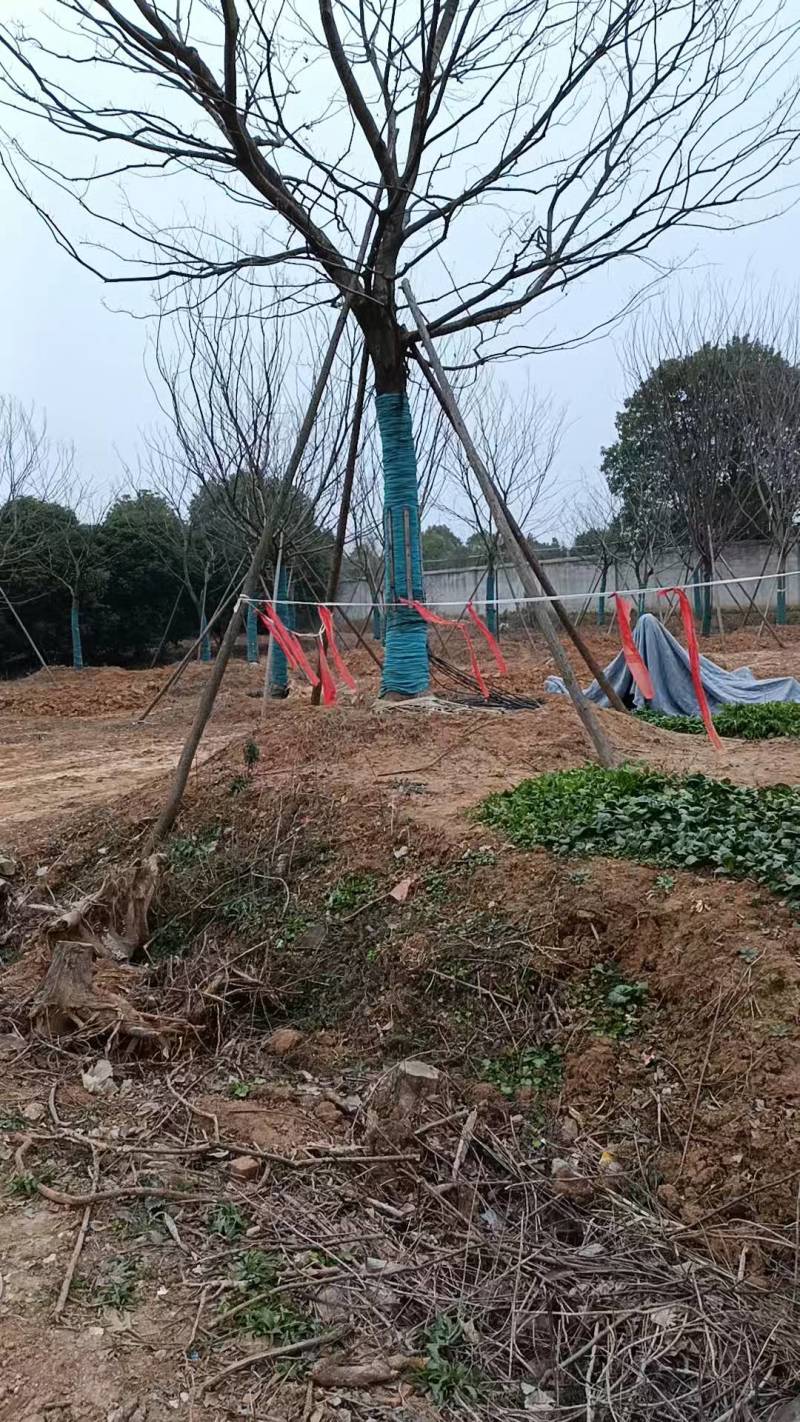 榔榆单杆大量供应，树形优美，诚信经营，欢迎合作