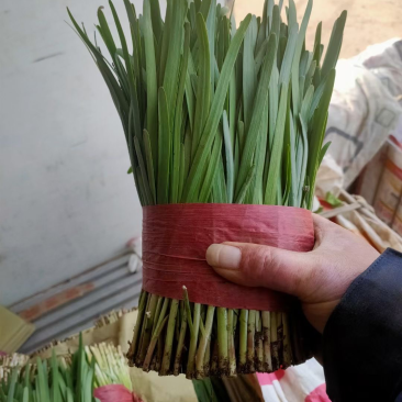 河北小红根以上市需要的抓紧联系
