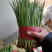 河北小红根以上市需要的抓紧联系