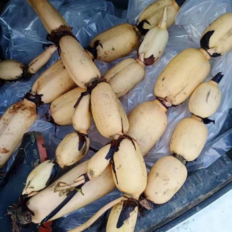大白莲藕精品质量保障现挖发货整车发货