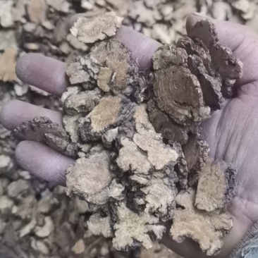 川芎，产地四川，非基地货，农户少量种植，含量足