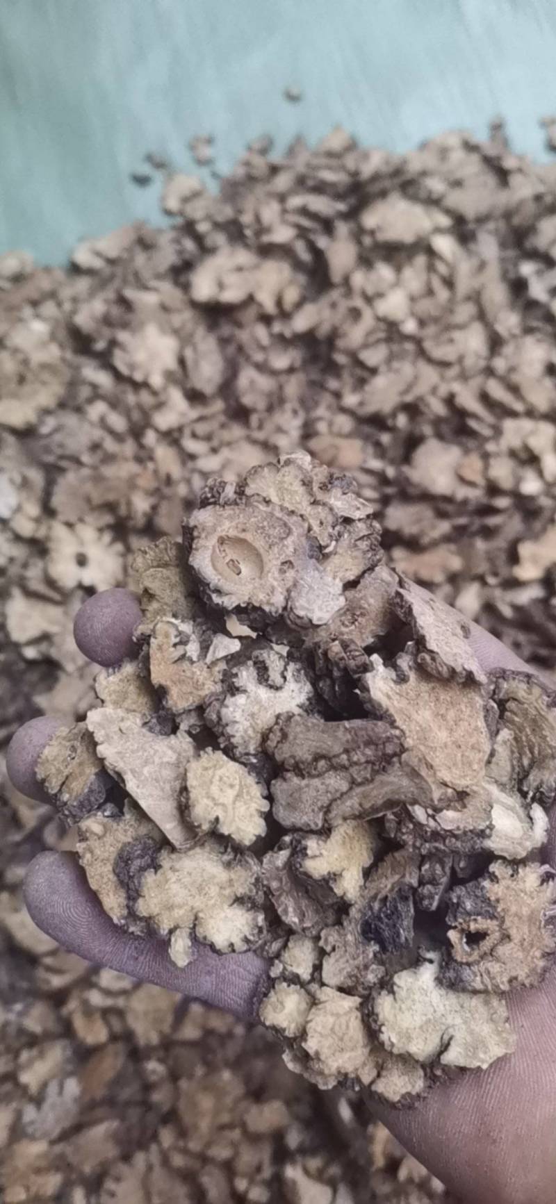 川芎，产地四川，非基地货，农户少量种植，含量足