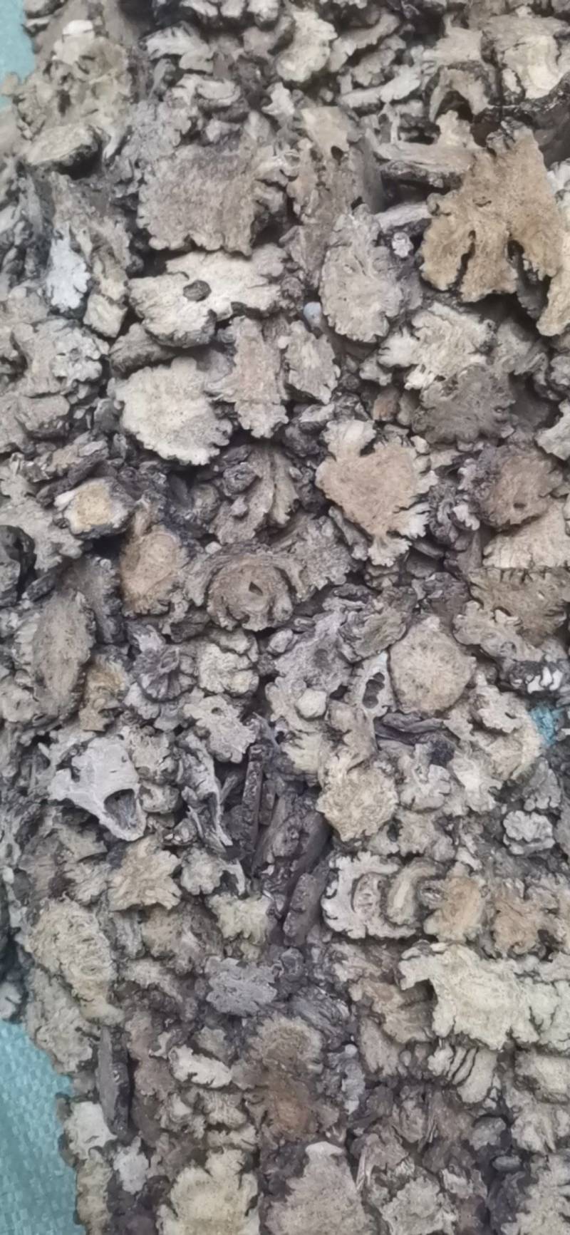 川芎，产地四川，非基地货，农户少量种植，含量足