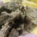 厂家直接发货篦麻饼，篦麻饼含有机质高，肥效长