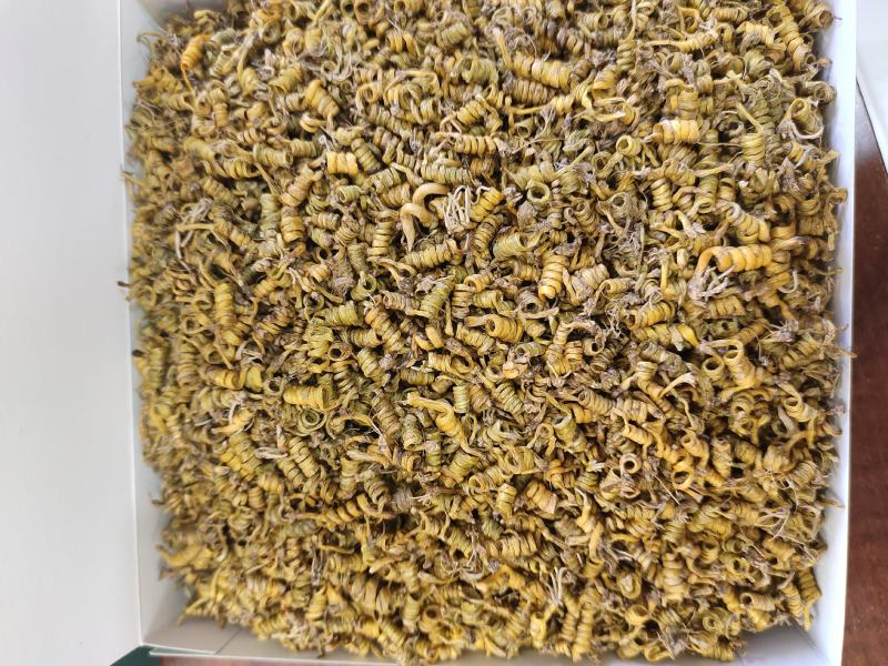 霍山石斛一级选装霍山米斛一手货源量大从欢迎采购下单
