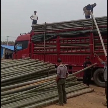楠竹斑竹毛竹百家竹金竹各个规格可以定做的