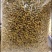 霍山石斛一级选装霍山米斛一手货源量大从欢迎采购下单
