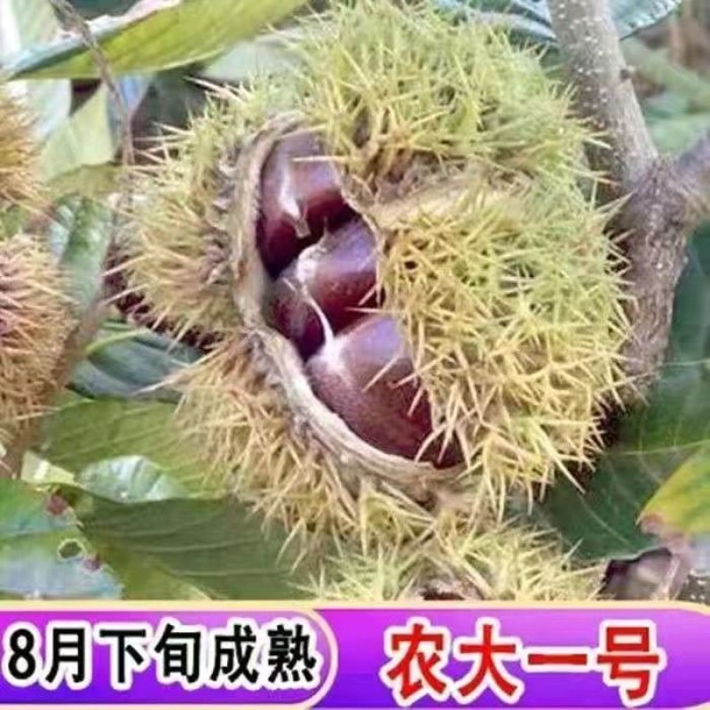 板栗苗大红袍大油板栗农大一号板栗苗现挖现发包成活