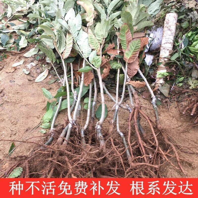 板栗苗大红袍大油板栗农大一号板栗苗现挖现发包成活
