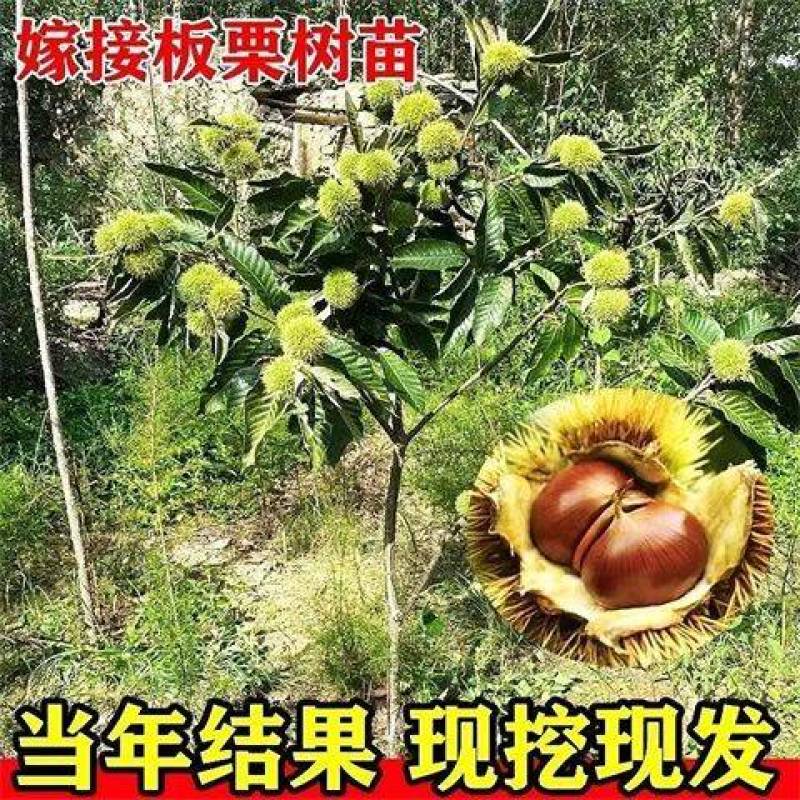 板栗苗大红袍大油板栗农大一号板栗苗现挖现发包成活