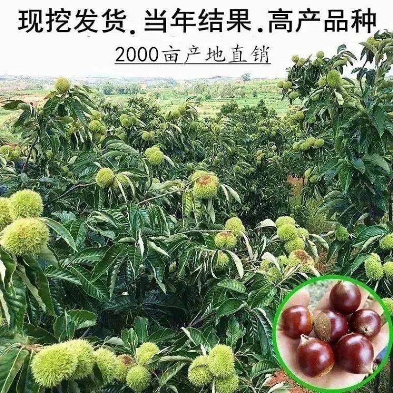 板栗苗大红袍大油板栗农大一号板栗苗现挖现发包成活