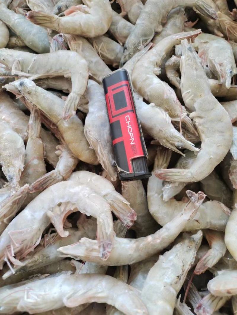 活单冻虾规格40条