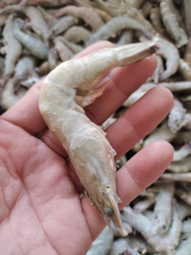 活单冻虾规格40条