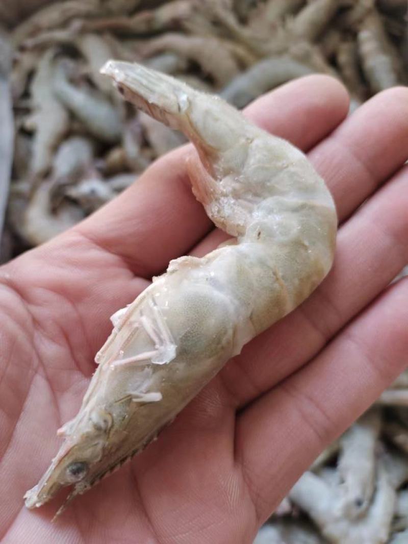 活单冻虾规格40条