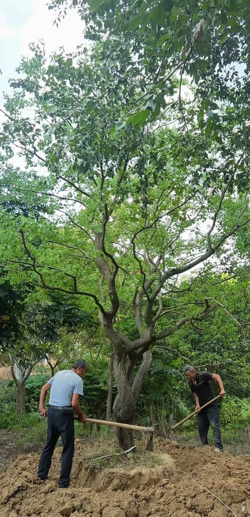 乌桕单杆大量供应，树形优美，诚信经营，价格优惠，欢迎选构