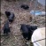 四川活猪-黑山猪小母猪仔猪散养黑猪跑山猪