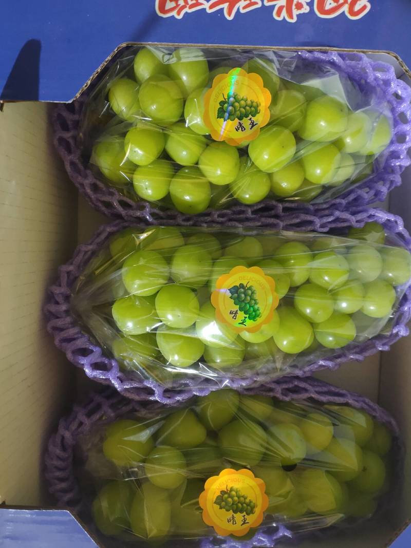 【好货不贵】阳光玫瑰电商货通货和精品货！筐装冷棚鲜货