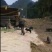 四川活猪-山猪猪仔黑猪跑山猪散养黑猪欢迎咨询