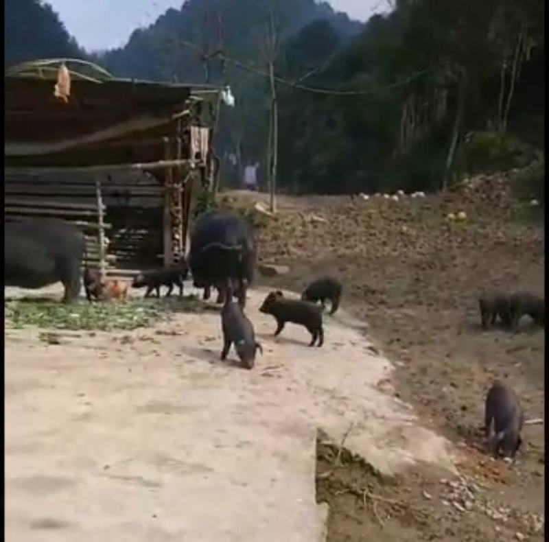 四川活猪-山猪猪仔黑猪跑山猪散养黑猪欢迎咨询