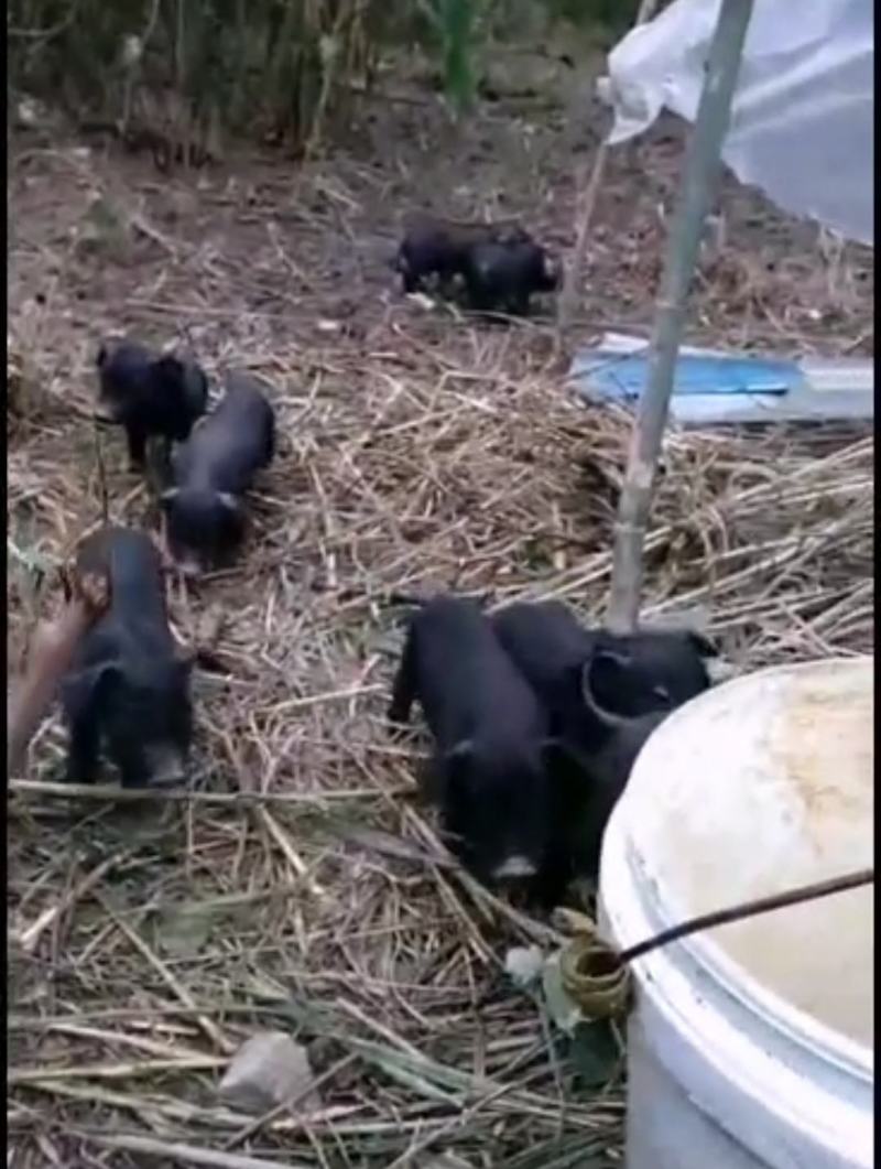四川活猪-山猪猪仔黑猪跑山猪散养黑猪欢迎咨询