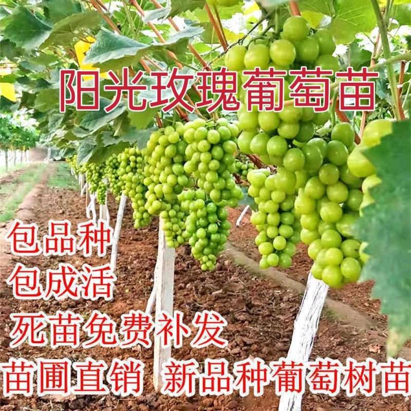 阳光玫瑰葡萄苗占木有5bb夏黑3309贝达根系南北方种植
