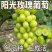 阳光玫瑰葡萄占木有5bb夏黑3309根系现挖现发南北种植