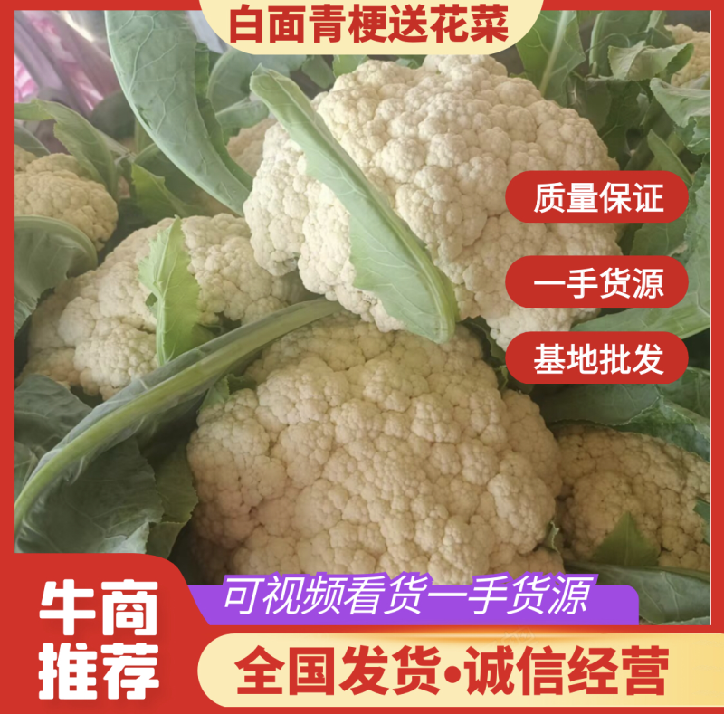 精品有机花{大小米粒}支持商超各批发大市场，松花石花大量