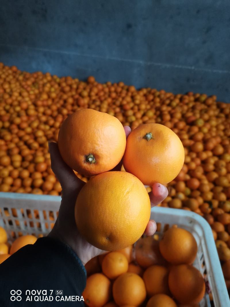 血橙大量好货供应，颜色好，皮薄多汁