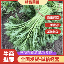 河北茼蒿，精品茼蒿基地批发，货源充足欢迎基地考察