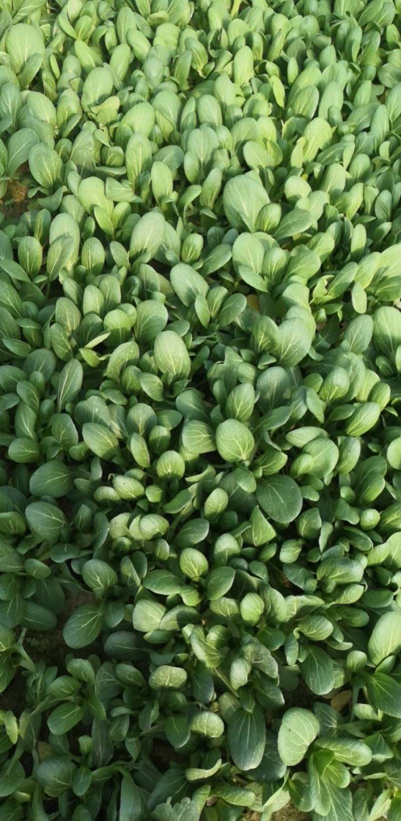 万亩青菜基地直供
