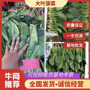 【大叶菠菜】河北精品菠菜品质保证欢迎选购