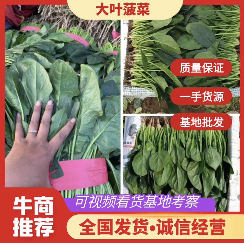 【大叶菠菜】河北精品菠菜两排到三排大捆品质保证欢迎选购