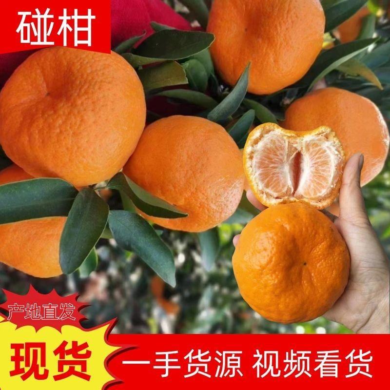 精品椪柑.芦柑.口感纯甜.入口化渣.一手货源