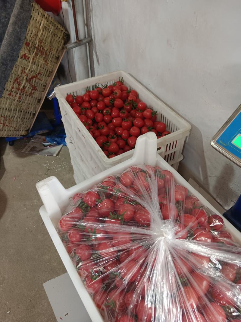 圣女果基地发货，口感好品质高，批发包装。